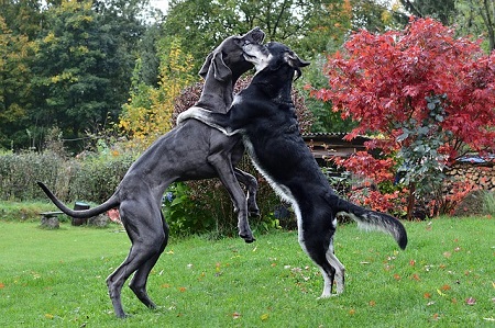 varldens-och-sveriges-storsta-hund